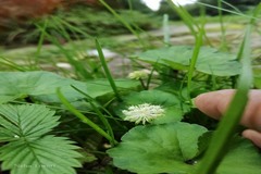 Hydrocotyle javanica